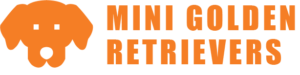 Mini Golden Retriever Dachshund Mix: Golden Dox Puppies for Sale