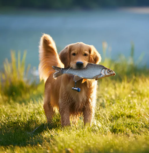 mini golden retrievers hunting dog