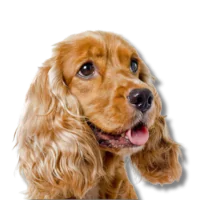 cocker spaniel breed