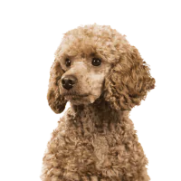 miniature poodle