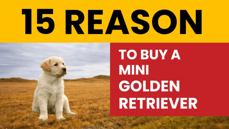 15 Reasons to Buy a Mini Golden Retriever as Your Next Puppy