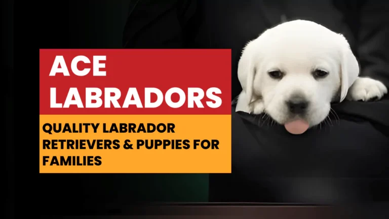 Ace Labradors | Quality Labrador Retrievers & Puppies for Families