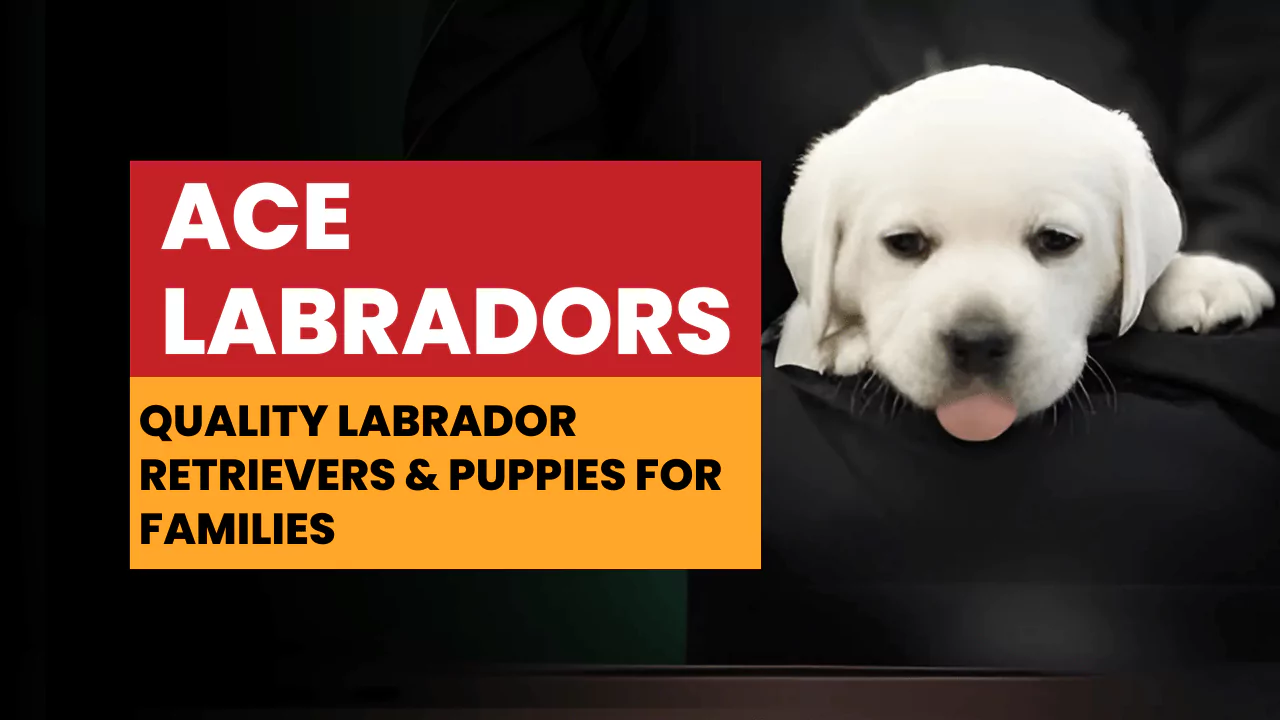 Ace Labradors Retrievers