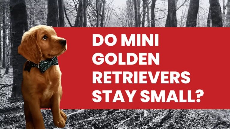 Do Mini Golden Retrievers Stay Small? Miniature Golden Retrievers Size
