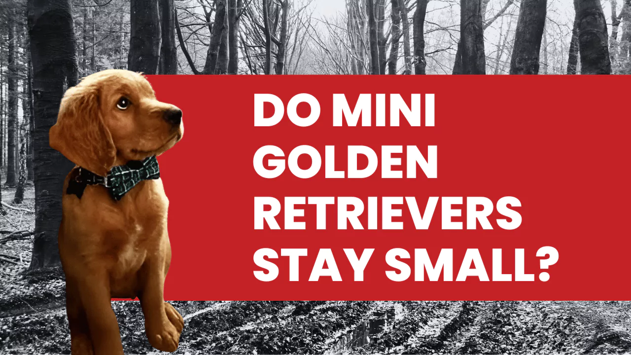 Do Mini Golden Retrievers Stay Small?