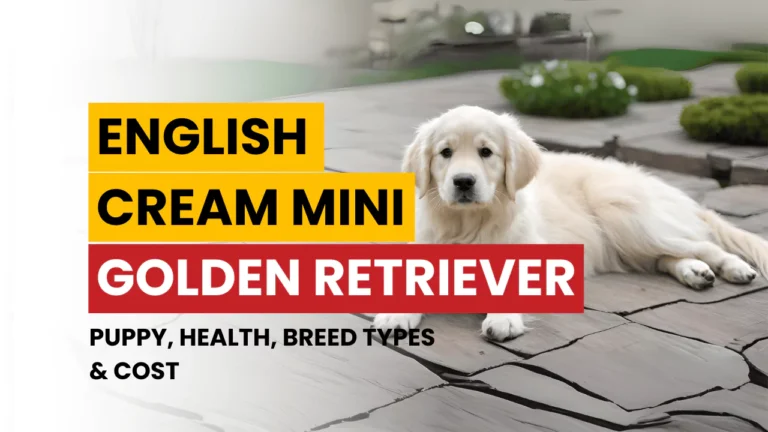 English Cream Mini Golden Retriever | Puppy, Health, Breed Types & Cost