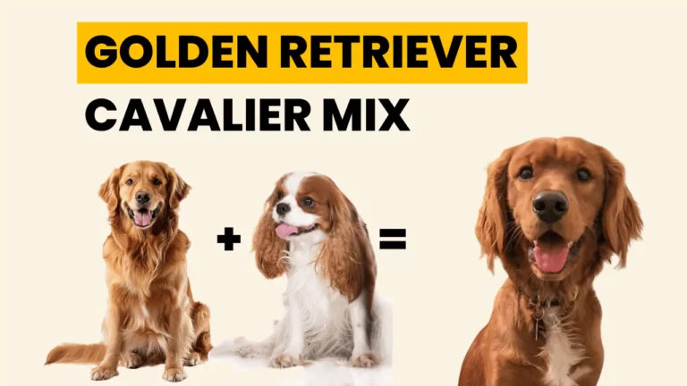 Discover Golden Retriever Cavalier Mix | Golden Cavalier Puppies