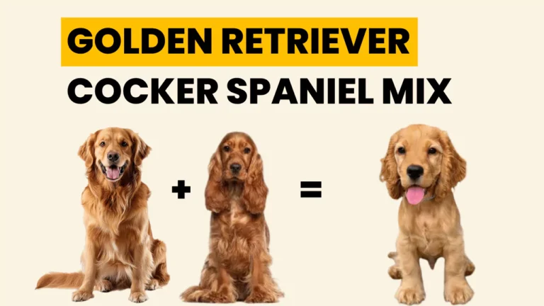 Golden Retriever Cocker Spaniel Mix | Golden Cocker Retriever