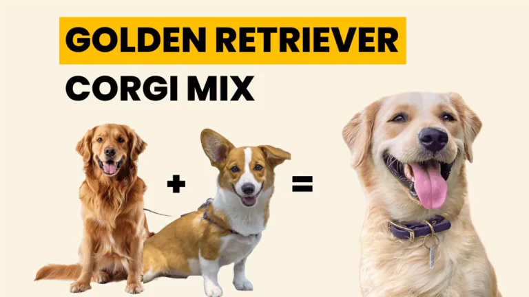 Golden Retriever Corgi Mix: A Perfect Family Puppy Breed!