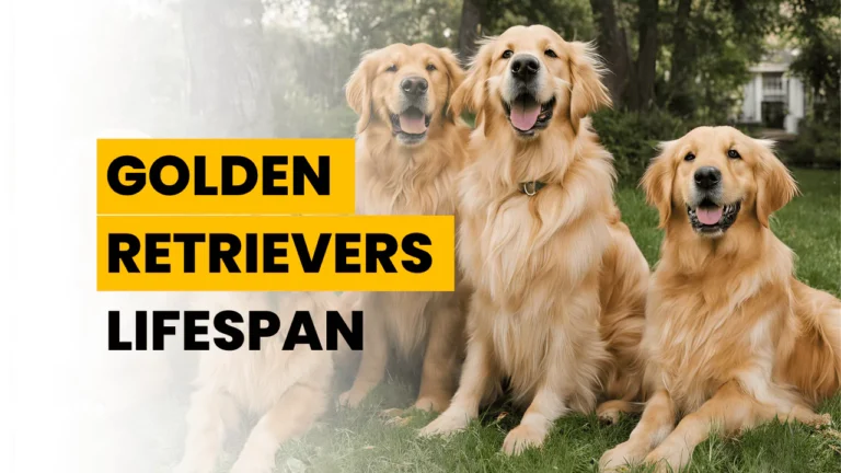 Golden Retriever Lifespan | How Long Do Golden Retriever Dogs Live?