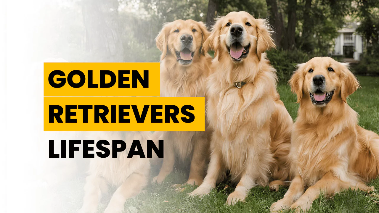 Golden Retriever Lifespan, how long do golden retrievers live?