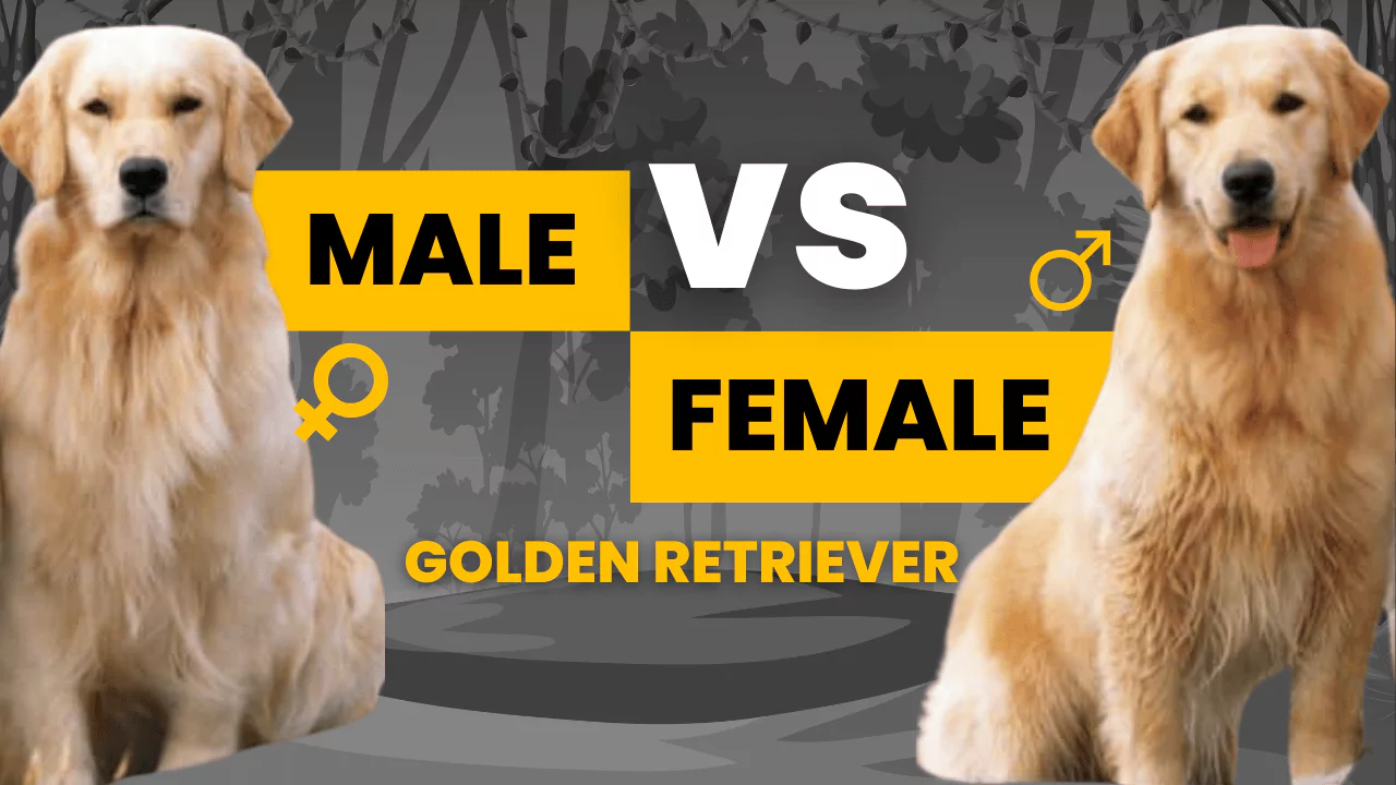 male vs female golden retriever