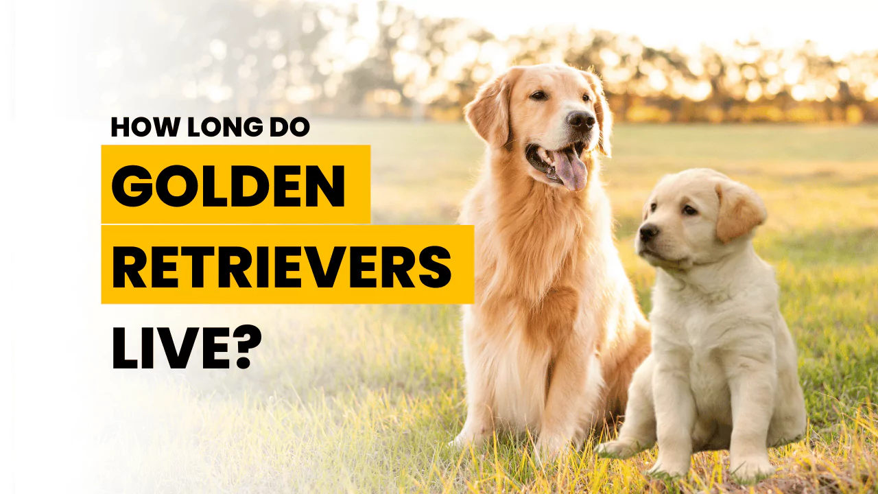 Mini Golden Retriever Lifespan: How Long Do They Live and How to Keep Them Healthy