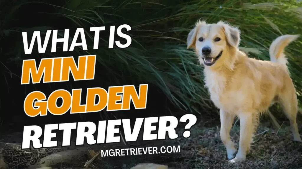 mini-golden-retriever-what-is-mini-golden-retriever