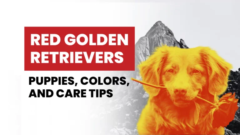 Red Golden Retrievers |  Puppies, Colors, and Care Tips