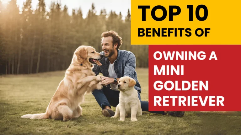 Top 10 Benefits of Owning a Miniature Golden Retriever