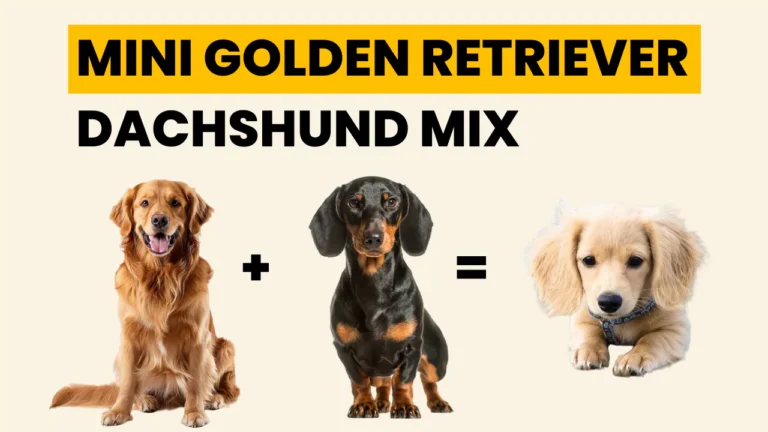 Mini Golden Retriever Dachshund Mix: Complete Guide to Golden Dox Puppies