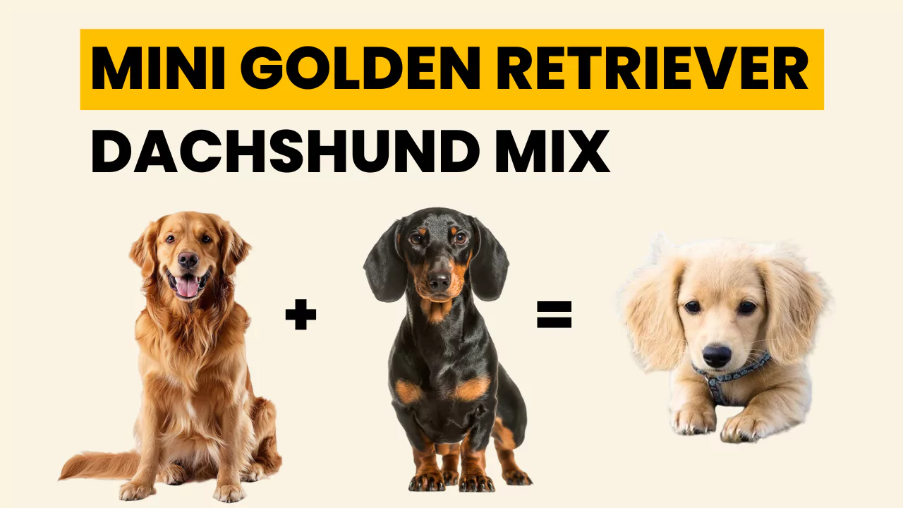 Mini Golden Retriever Dachshund Mix
