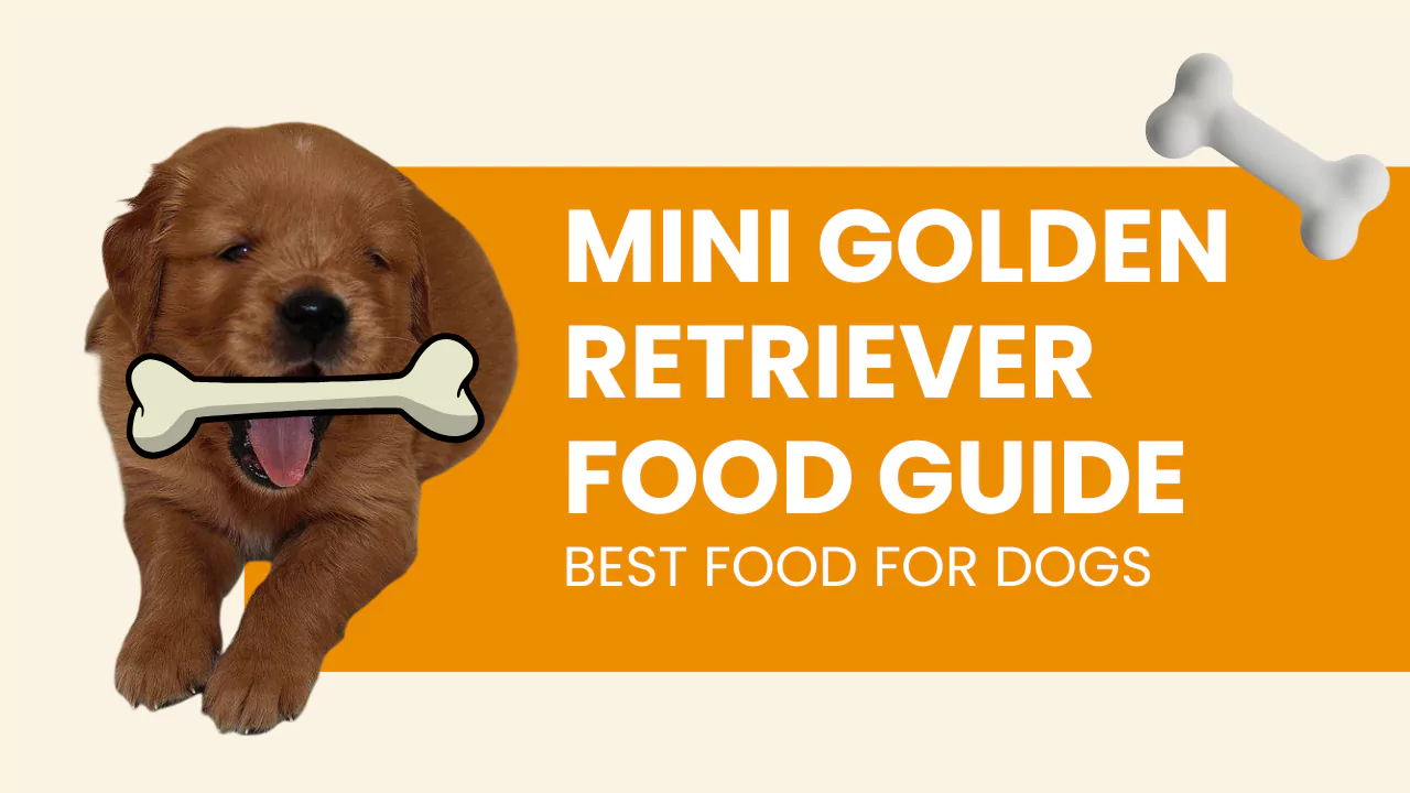 Mini golden retriever food guide - best food for dogs