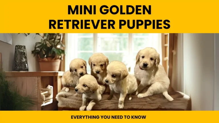 Ultimate Guide to Mini Golden Retriever Puppies: Size, Care & Costs