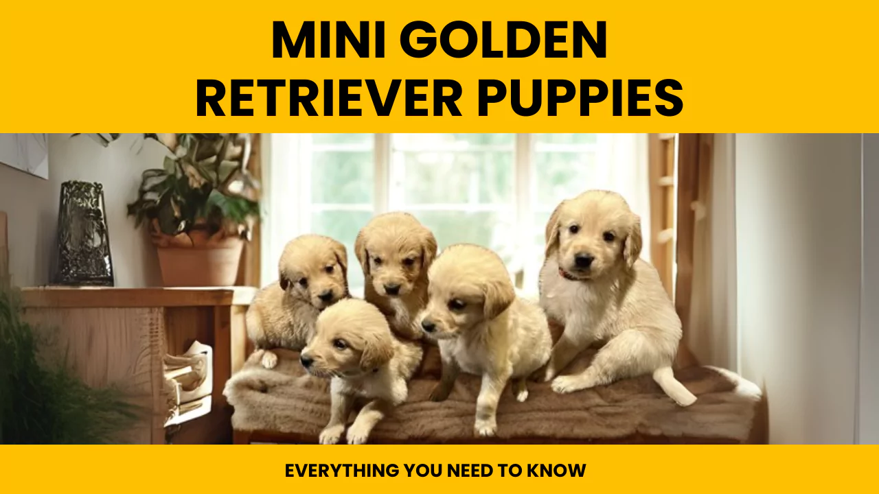 mini golden retriever puppies complete guide on size traits, temperament, training and cost